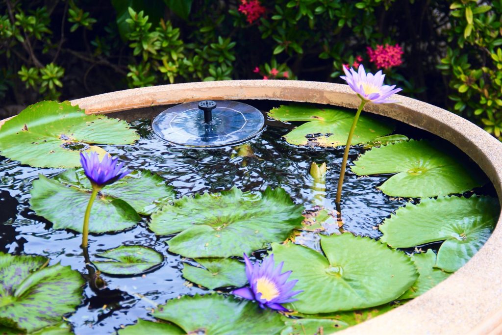 Ananda Lotuses